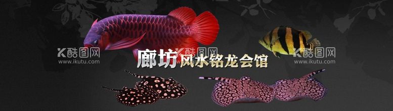 编号：92805512250716149234【酷图网】源文件下载-水族观赏鱼海报banner