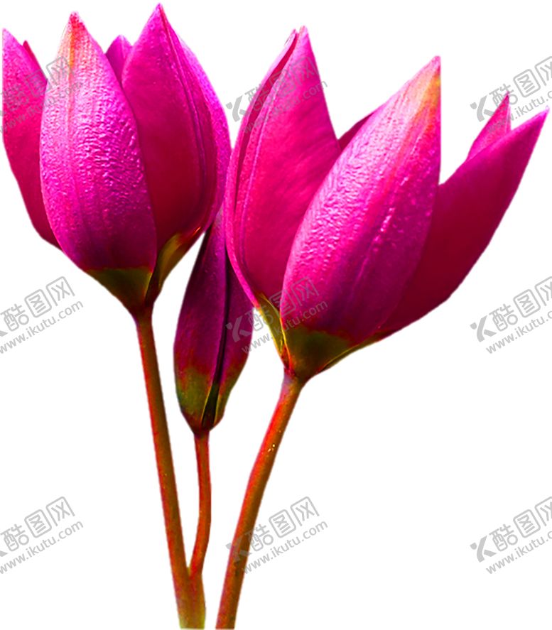 编号：46727309211108434841【酷图网】源文件下载-浪漫素材