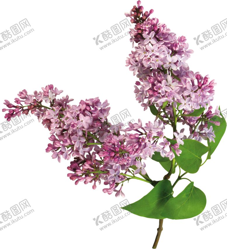 编号：90612205161245433040【酷图网】源文件下载-丁香
