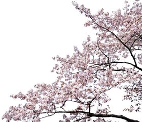 开花挂角树