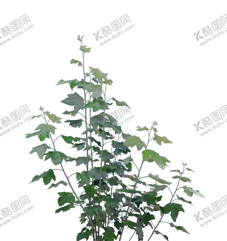 编号：96037209240442009307【酷图网】源文件下载-草
