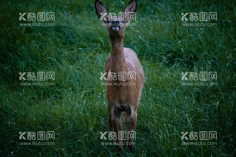 编号：22825612180411536084【酷图网】源文件下载-羚羊