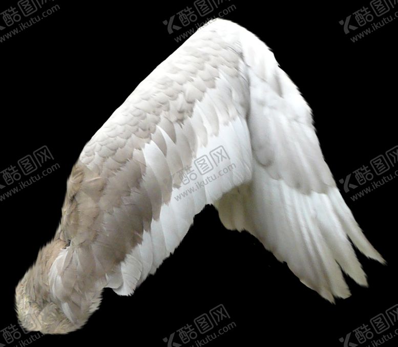 编号：92786409250457152614【酷图网】源文件下载-翅膀