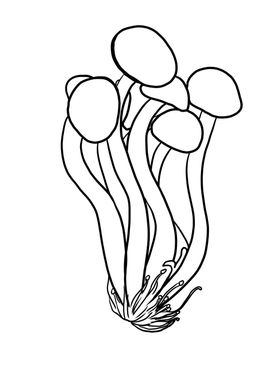 茶树菇