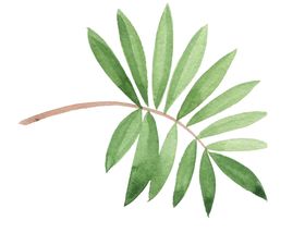 植物绿叶背景框