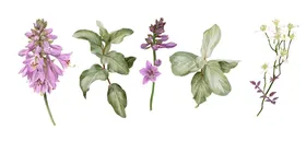 花卉矢量花月季草北欧风格元素绿叶植物
