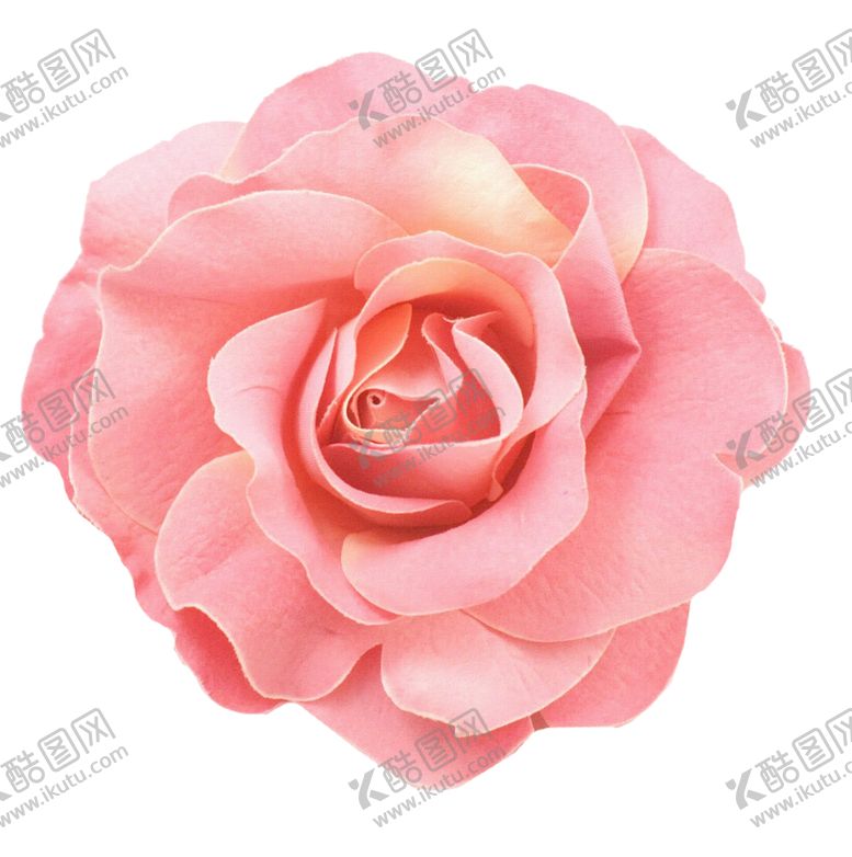 编号：76497310061206153123【酷图网】源文件下载-玫瑰