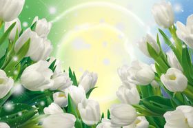 秋天金色郁金香背景墙壁纸壁画