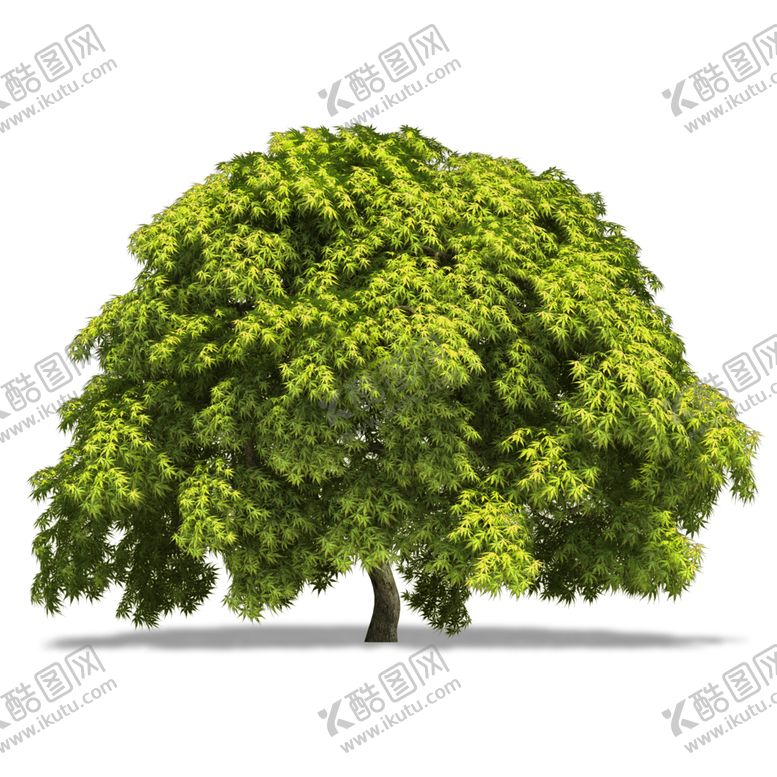 编号：64875406291229233336【酷图网】源文件下载-水杉