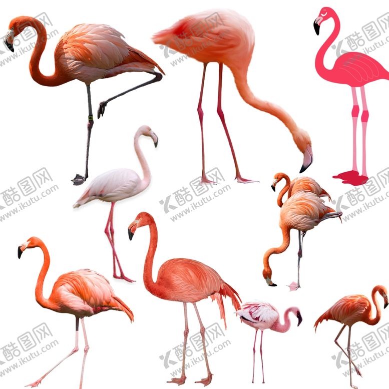 编号：12428509212057007724【酷图网】源文件下载-火烈鸟png免扣高清素材