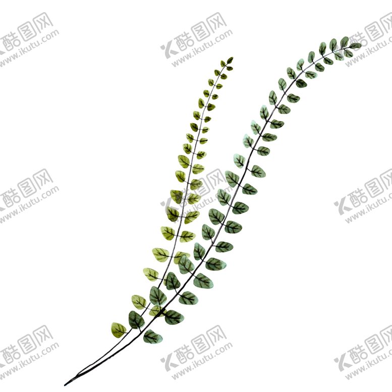 编号：77237505140143063554【酷图网】源文件下载-水彩植物
