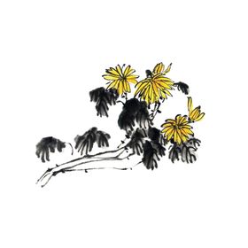 菊花素材