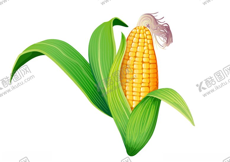 编号：61585910052316086009【酷图网】源文件下载-手绘玉米