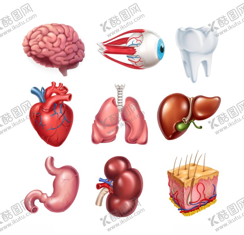 编号：66587810091205059856【酷图网】源文件下载-矢量器官