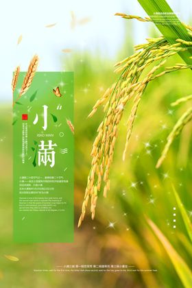 小满节气清新海报