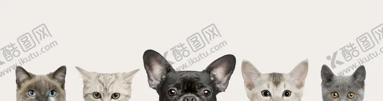 编号：05378209290633324791【酷图网】源文件下载-手绘宠物猫狗装饰画