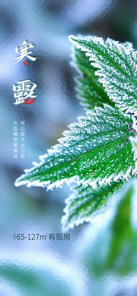 寒露白微信插画白朋友圈宣传