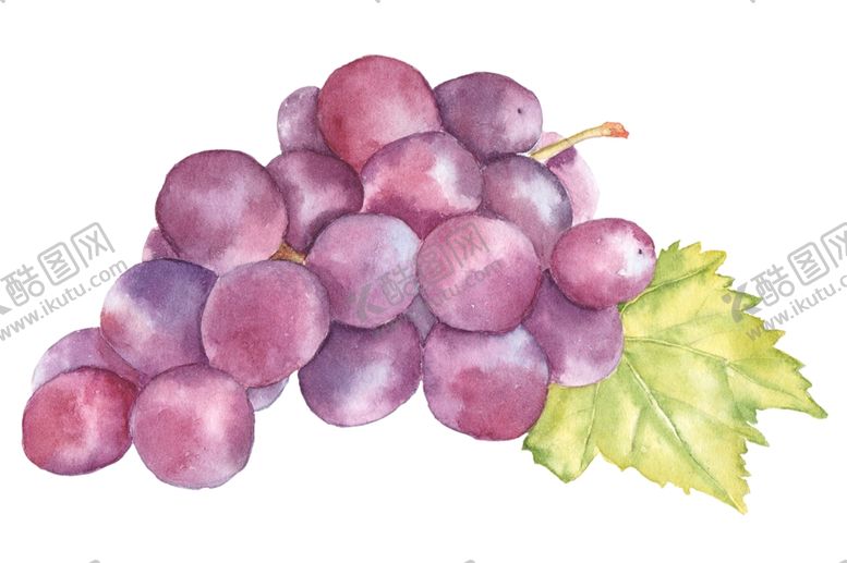 编号：92682211011029206904【酷图网】源文件下载-葡萄