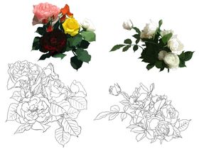 花卉素描