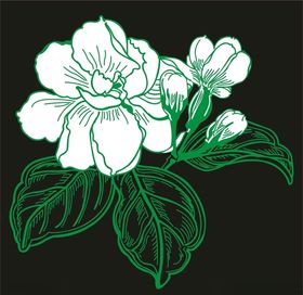 茉莉花