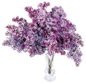 丁香花