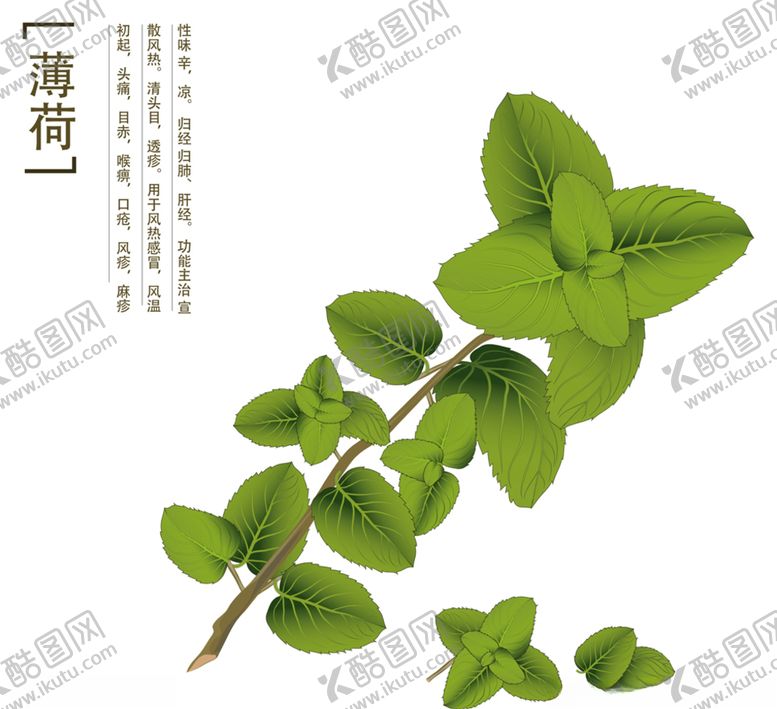编号：87021404090830052654【酷图网】源文件下载-手绘薄荷