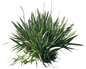 免扣扁平风花卉植物元素素材