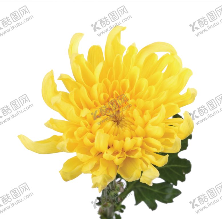 编号：87780005011802393564【酷图网】源文件下载-菊花装饰