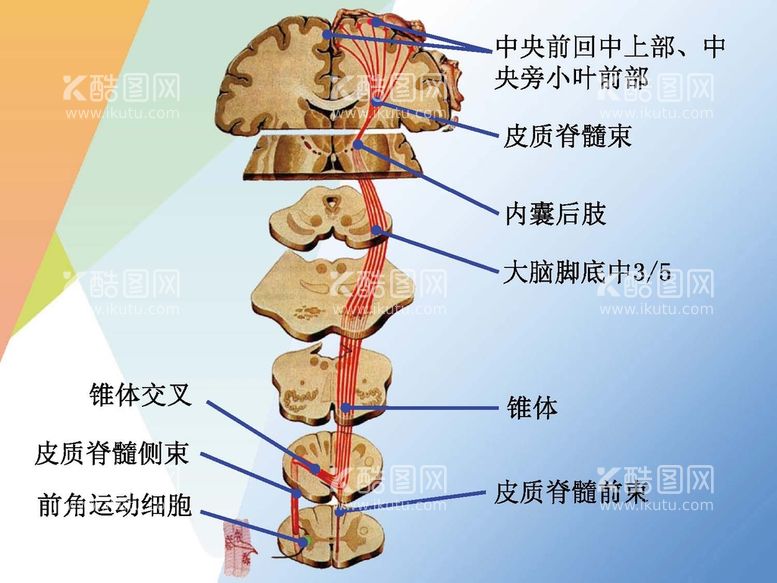 编号：10974212250833221420【酷图网】源文件下载-神经系统 