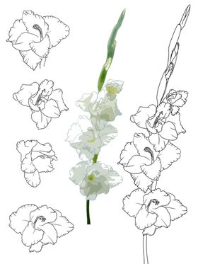 花卉素描