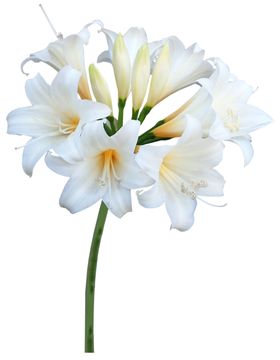 鲜花