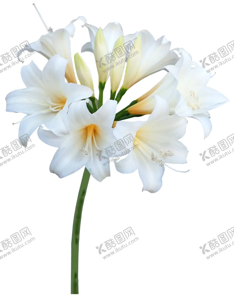 编号：42556102161214154303【酷图网】源文件下载-鲜花
