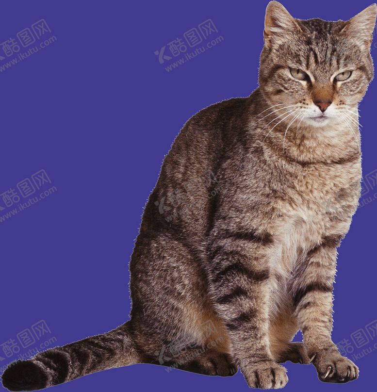 编号：68350410031253201420【酷图网】源文件下载-小猫