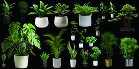 室内绿植装饰景观