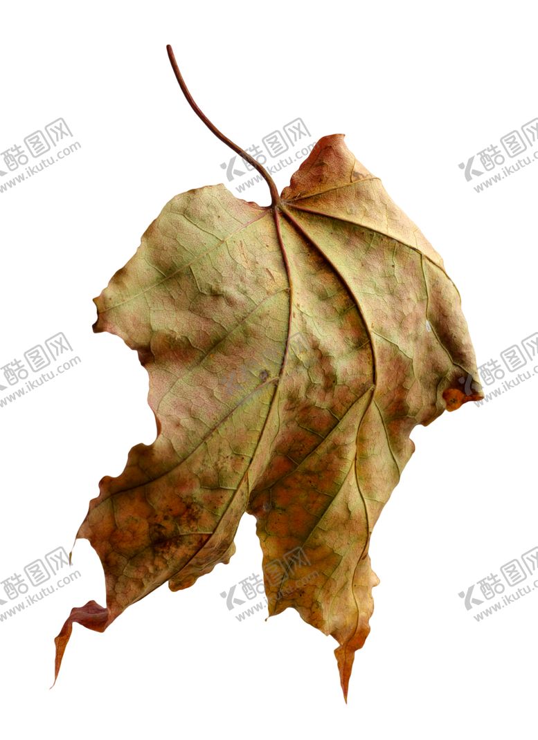 编号：69970011010500396659【酷图网】源文件下载-枫叶