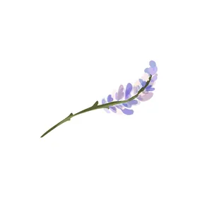 森系花枝