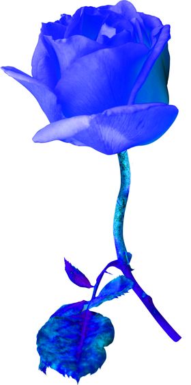 花素材
