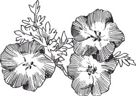 素描鲜花