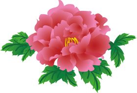 牡丹花
