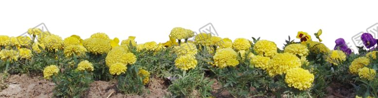 编号：60223210080109252634【酷图网】源文件下载-黄色菊花