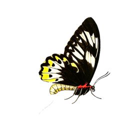 蝴蝶透明PNG免扣