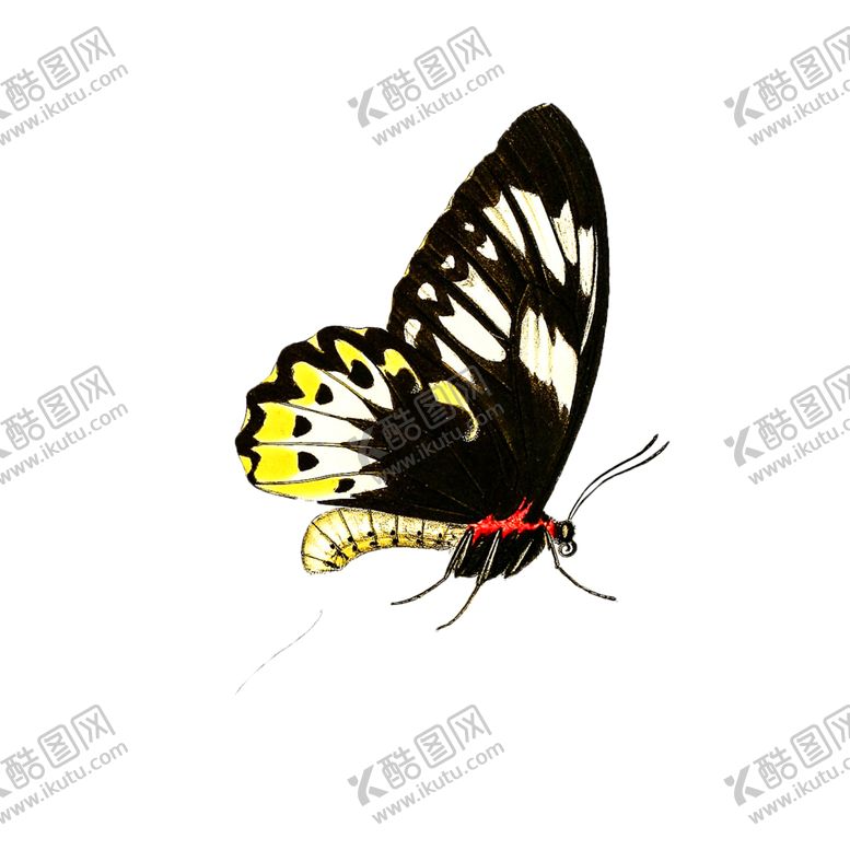 编号：98003310052245118603【酷图网】源文件下载-蝴蝶透明PNG免扣