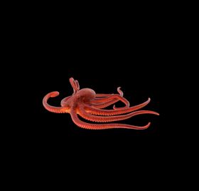 海洋生物