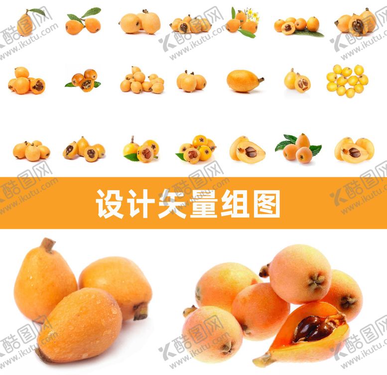 编号：85136507130453425493【酷图网】源文件下载-枇杷矢量