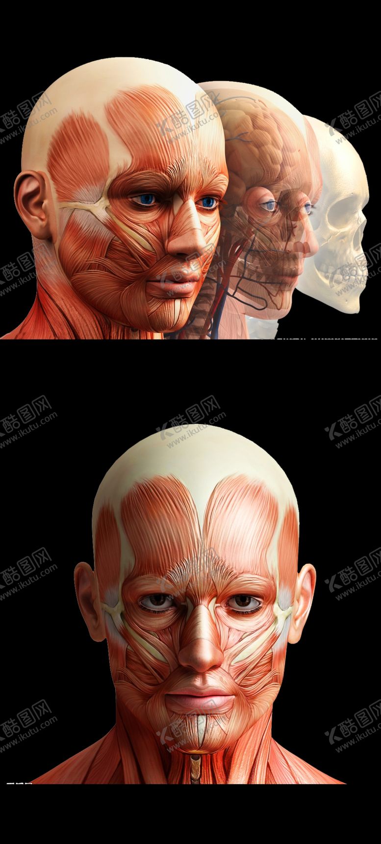 编号：52385112130211309277【酷图网】源文件下载-脸部肌肉解剖