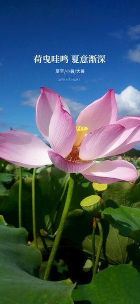 小暑节气小清新海报图片psdPSD分层素材