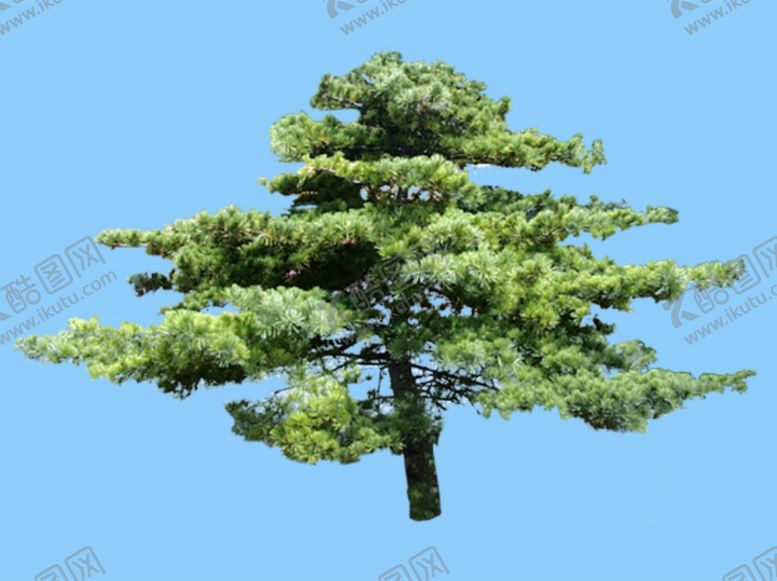 编号：18207509291041205181【酷图网】源文件下载-景观树