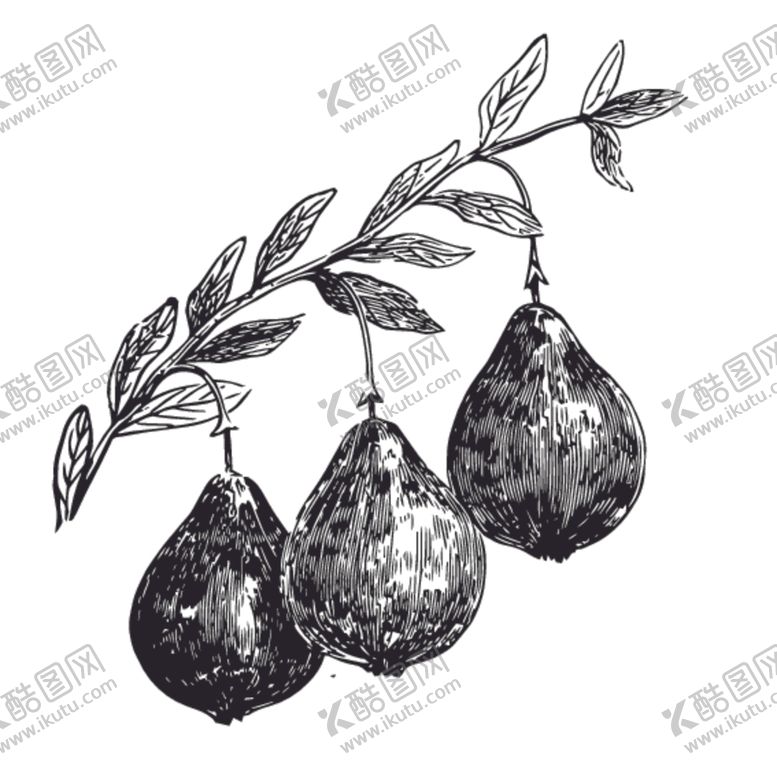 编号：43358810262218447495【酷图网】源文件下载-水果绘画线稿图案
