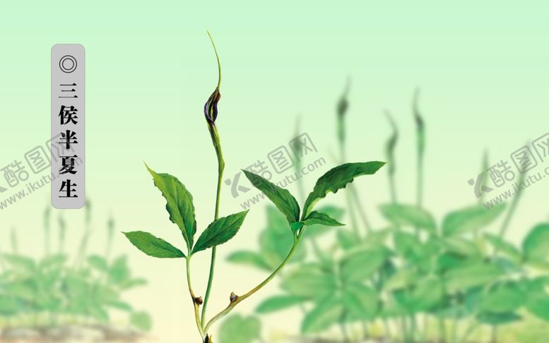编号：86172110020036175023【酷图网】源文件下载-夏至三候