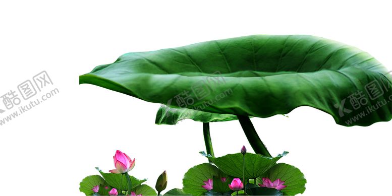 编号：28949704092125257440【酷图网】源文件下载-荷花元素
